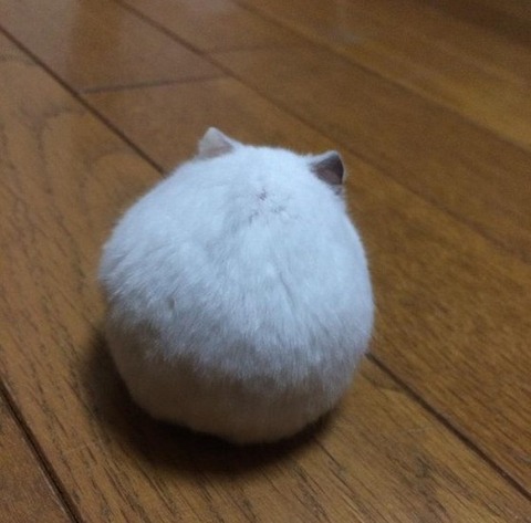 162枚 癒される動物の画像や動画集 Fbネタ速報 地下ver