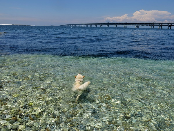 政治 舛添都知事 東京湾は大腸菌がいっぱいで汚い 五輪トライアスロン会場変更も まとめサイトビルダーで アップ実験中