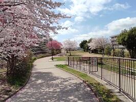 sakura3