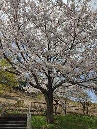 sakura1