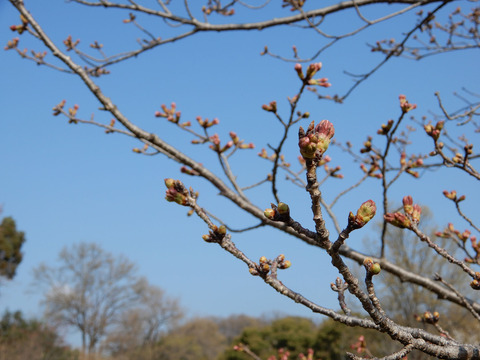 ipponnoki20210315 (1)