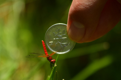 ipponnoki20210622 (2)