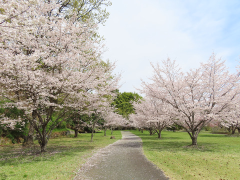 万日山.桜-1