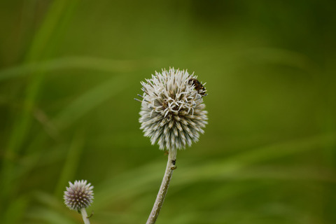 ipponnoki20210906 (2)