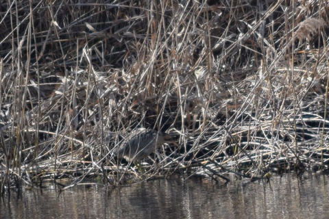 ipponnoki20210201 (2)