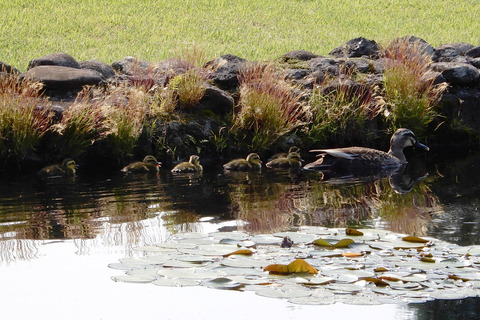 ipponnoki20210614 (1)