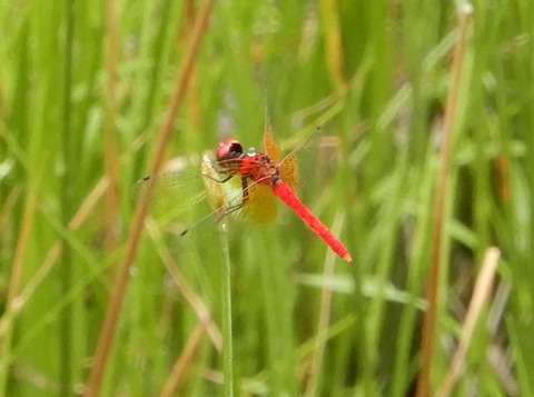 ハッチョウトンボ02