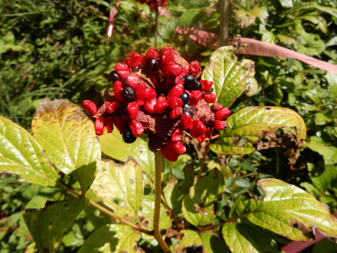 ﾍﾞﾆﾊﾞﾅﾔﾏｼｬｸﾔｸ種 (2)