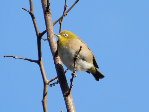 ipponnoki20200127 (2)