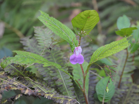 ハガクレツリフネ01