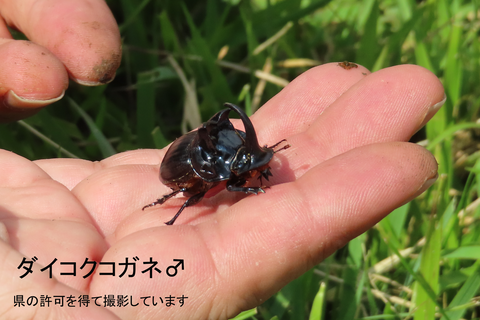 ダイコクコガネ : くまもと自然だより