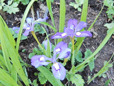 ④エヒメアヤメ02