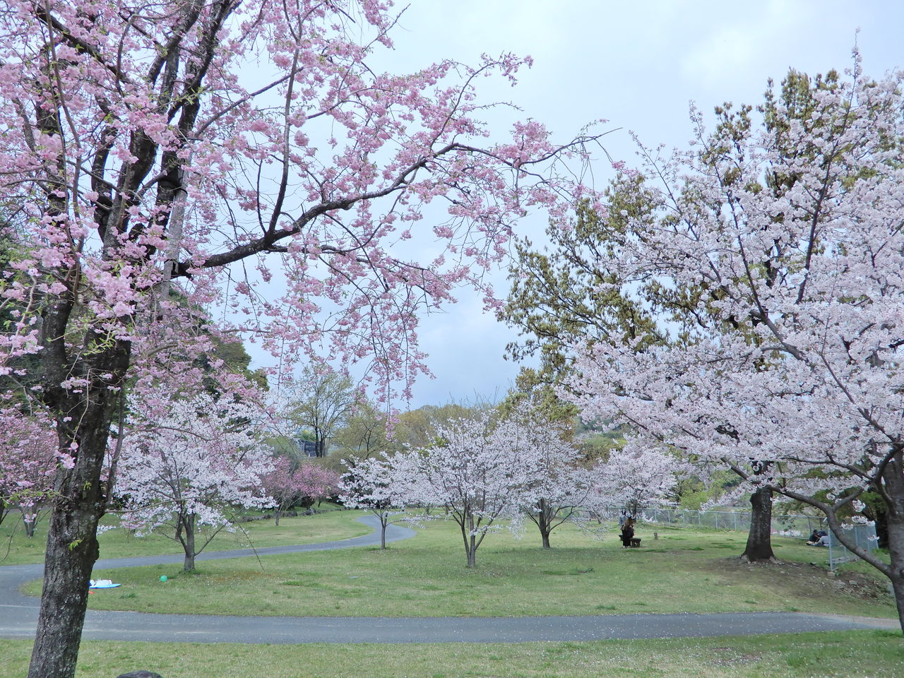 万日山の桜が満開です くまもと自然だより 万日山の桜が満開です くまもと自然だより