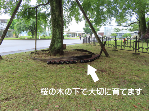 IMG_6848リサイズ