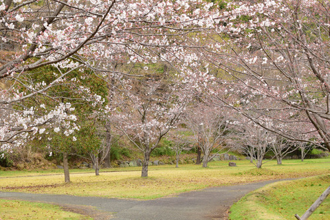 ipponnoki20220322 (4)