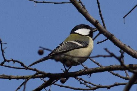 ipponnoki20201228 (1)