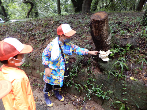 ipponnoki20200728 (3)