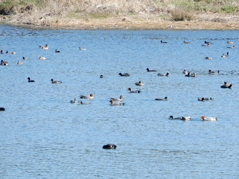 ヒドリガモとオオバン江津湖20170304