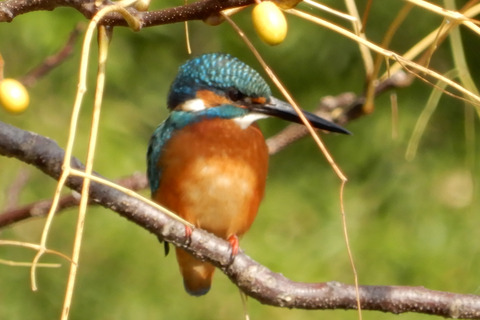 ipponnoki20201228 (8)