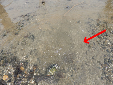 DSCN7837矢印入り