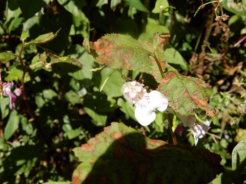 ハガクレツリフネ白 (2)