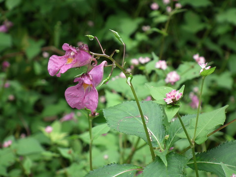 ツリフネソウ01