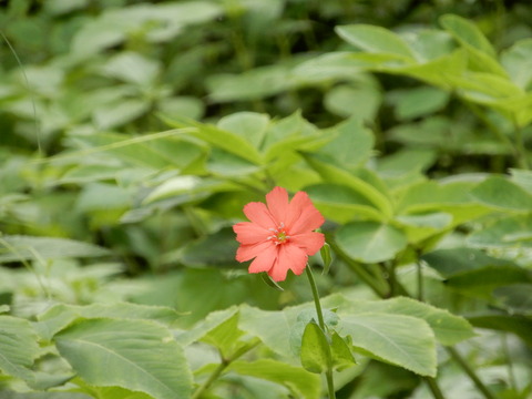 ツクシマツモト (7)