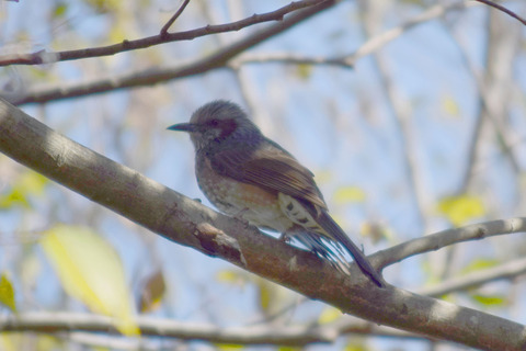 ipponnoki20201228 (3)