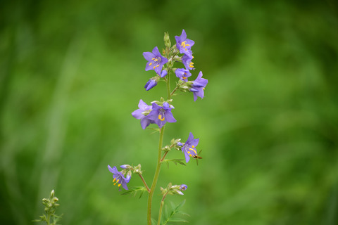 ipponnoki20210607 (2)