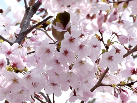 ipponnoki20200127 (1)