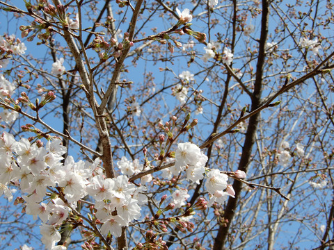 ipponnoki20210315 (5)