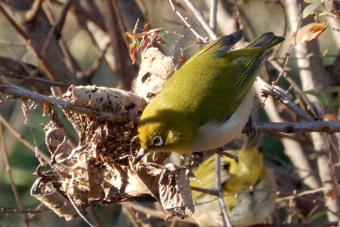 ipponnoki20201228 (5)