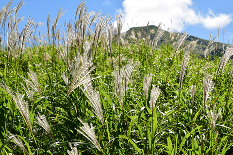 ipponnoki20210921 (2)