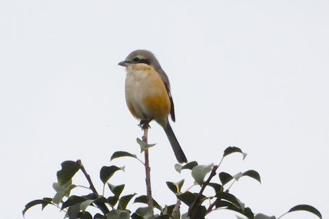 ipponnoki20201228 (6)