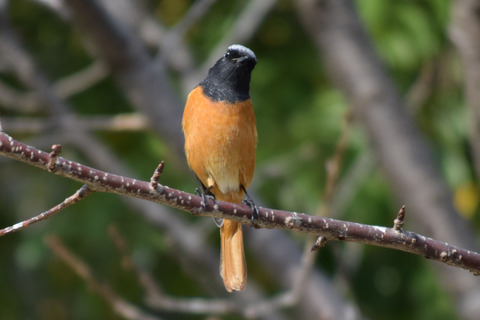 ipponnoki20201228 (2)