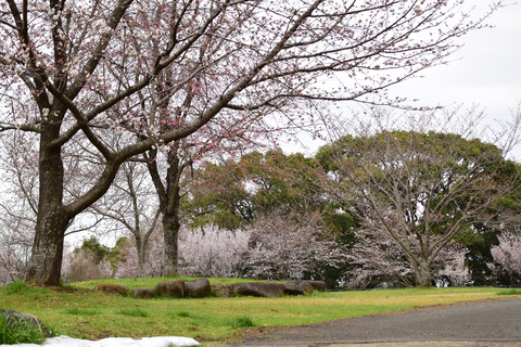 ipponnoki20220322 (2)