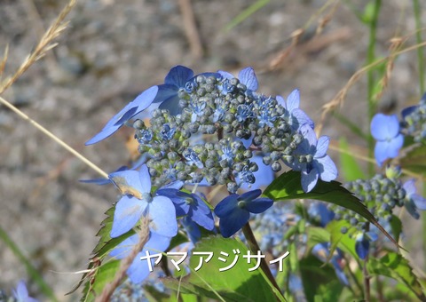 ヤマアジサイ再再