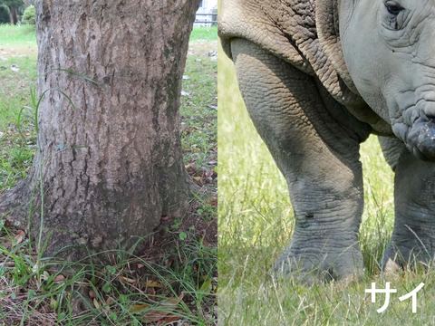 サイの足との比較