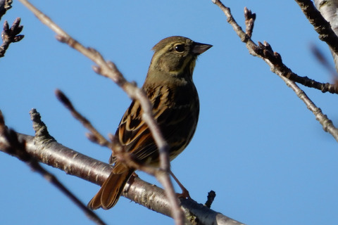 ipponnoki20201228 (7)