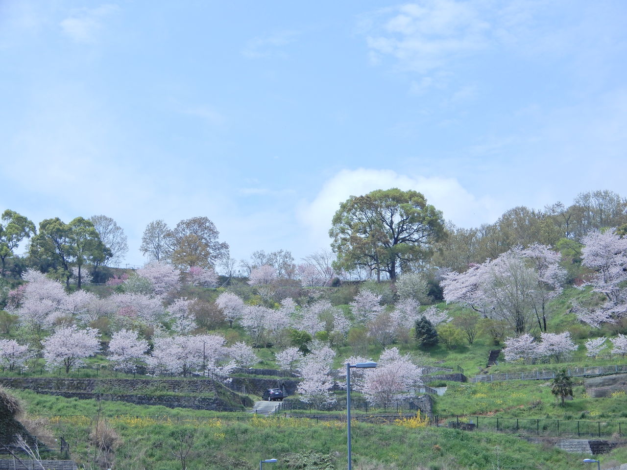 万日山の桜が満開です くまもと自然だより 万日山の桜が満開です くまもと自然だより