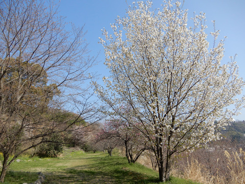 ipponnoki20210315 (3)