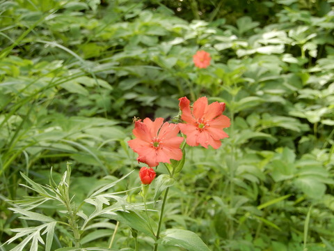 ツクシマツモト (2)