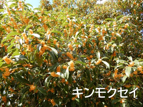 DSCN8171キン文字入り