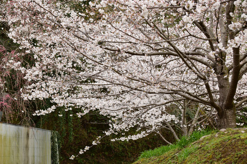 ipponnoki20220322 (1)