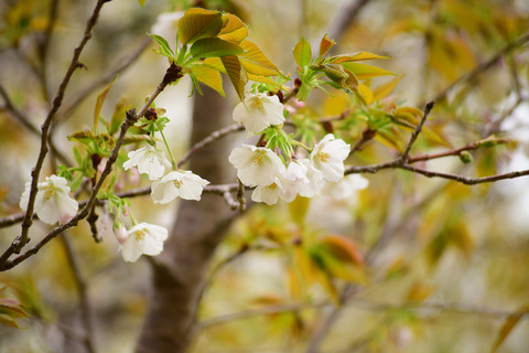 ipponnoki20220322 (5)