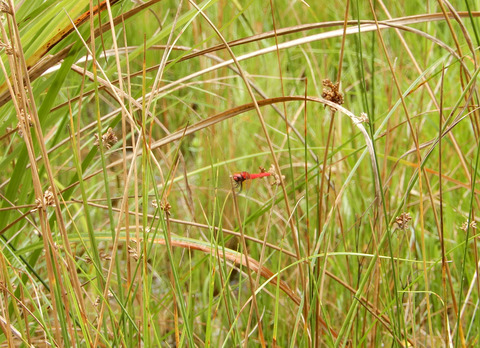 ハッチョウトンボ01