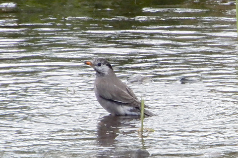 ipponnoki20201228 (4)