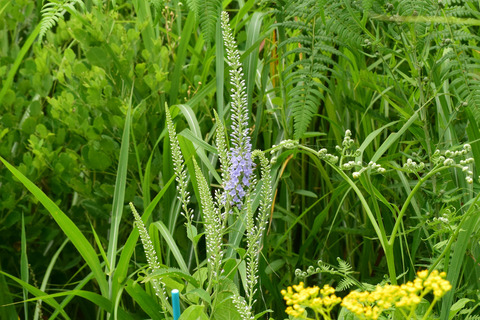 ipponnoki20210906 (1)