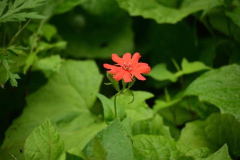 ipponnoki20210607 (3)