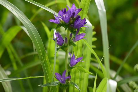 ipponnoki20210906 (4)